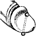 Apadrayva Piercing diagram